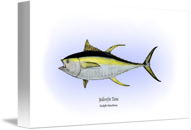 650x445 yellowfin tuna - Yellowfin Tuna Drawing