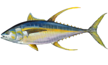 220x133 yellowfin tuna - Yellowfin Tuna Drawing