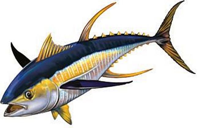 650x418 yellowfin tuna drawing - Yellowfin Tuna Drawing