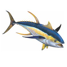 236x236 yellowfin tuna aquatic inspirations fish drawings, tuna - Yellowfin Tuna Drawing