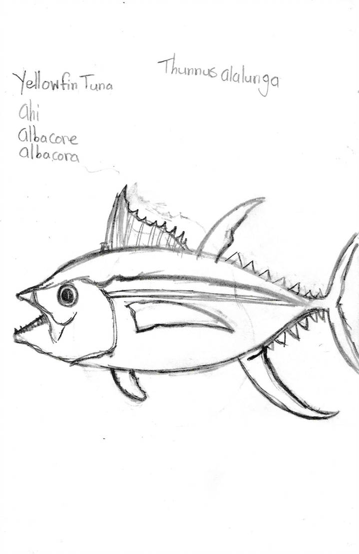 Yellowfin Tuna Drawing at Explore collection of