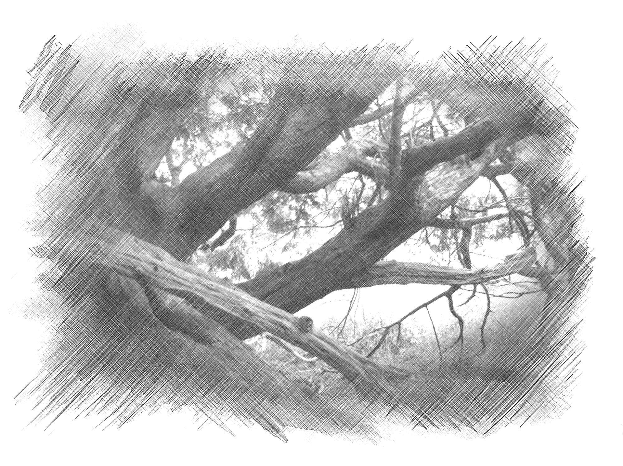 2000x1496 Img Freaky Folk Tales - Yew Tree Drawing