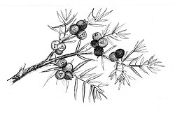 250x162 mythology and folklore of juniper trees for life - Yew Tree Drawing