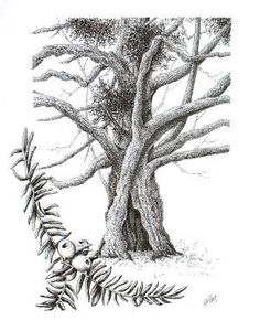 Yew Tree Drawing at PaintingValley.com | Explore collection of Yew Tree ...