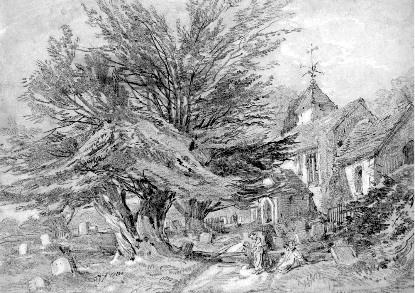 1415x997 The History Of The Yew Tree, Tree - Yew Tree Drawing