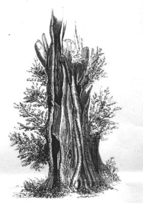 Yew Tree Drawing at PaintingValley.com | Explore collection of Yew Tree ...