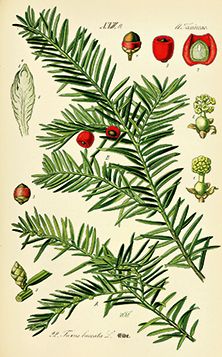 222x357 Vintage Botanical Illustration Of Yew Tree - Yew Tree Drawing