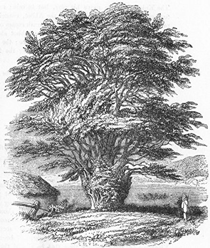 423x500 Yorks Yew Tree, Fountains Abbey, Ripon - Yew Tree Drawing