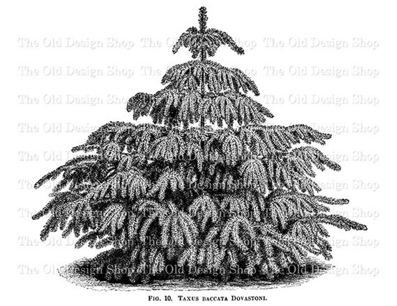 Yew Tree Drawing at Explore collection of Yew Tree