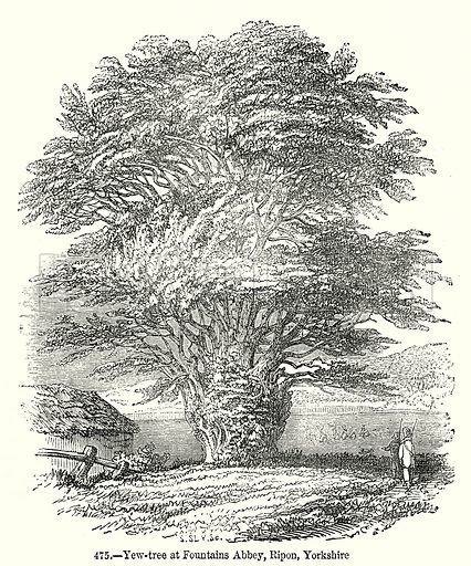 426x512 Yew Tree - Yew Tree Drawing