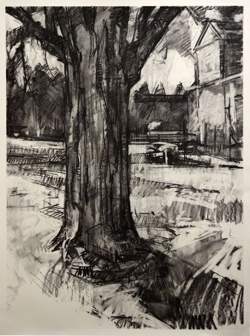 800x1073 Artwork - Yew Tree Drawing