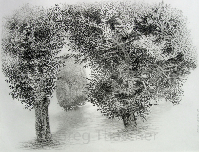 Yew Tree Drawing at Explore collection of Yew Tree