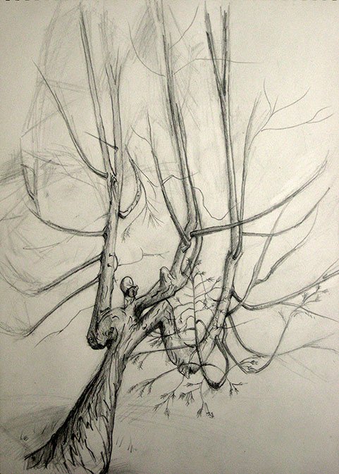 481x673 Guy Maberly On Twitter - Yew Tree Drawing