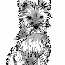 91 Coloring Pages Yorkie , Free HD Download