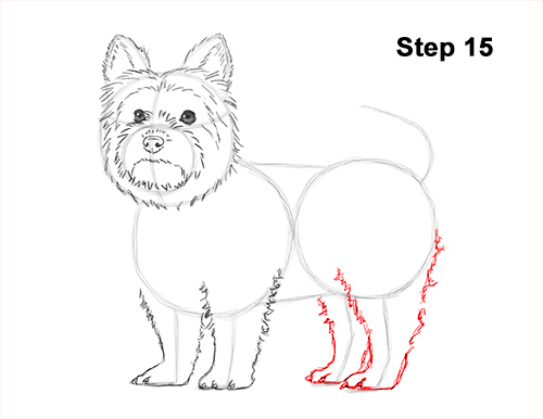 500x386 how to draw a yorkshire terrier dog - Yorkie Cartoon Drawing