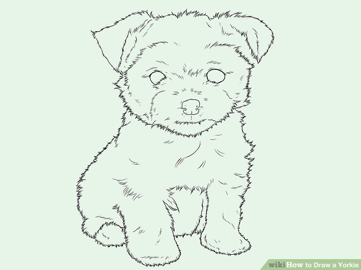 728x546 How To Draw A Yorkie - Yorkie Dog Drawing