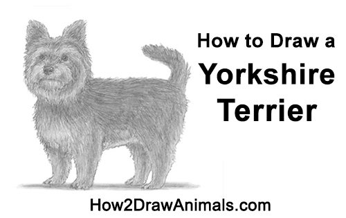 500x315 how to draw a yorkshire terrier dog - Yorkie Dog Drawing