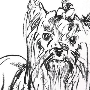 300x300 yorkie dog charcoal drawing fine art print yorkshire terrier ebay - Yorkie Dog Drawing