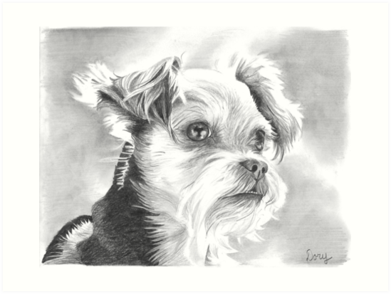 549x413 Yorkie Mix Dog Drawing Art Prints - Yorkie Dog Drawing