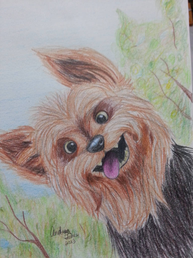 774x1033 Yorkie Dog - Yorkie Dog Drawing