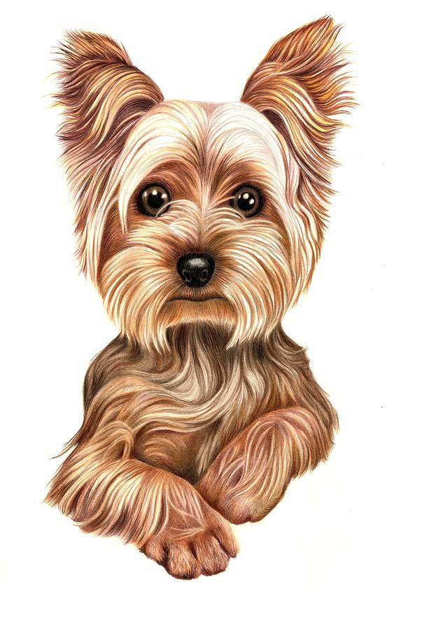 636x900 yorkshire terrier energetic and affectionate yorkies dog - Yorkie Dog Drawing