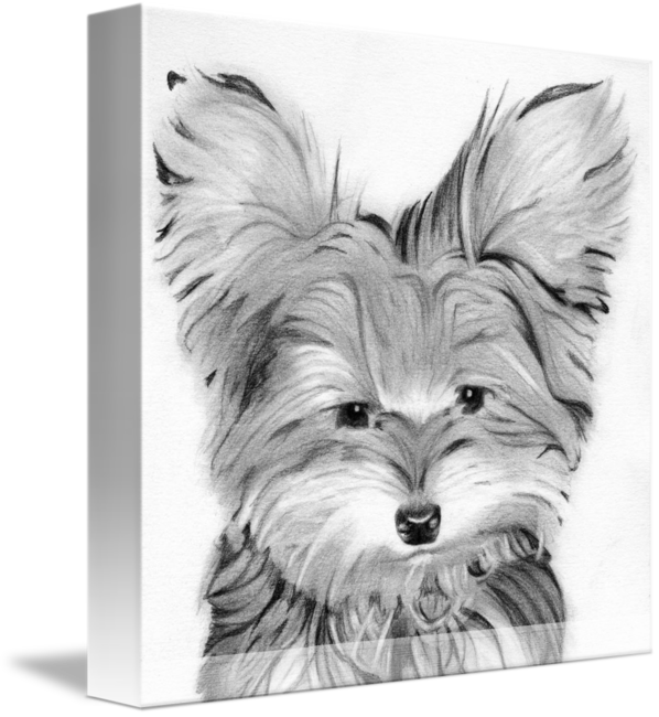598x650 Yorkie Dog Head Pencil Print - Yorkie Dog Drawing