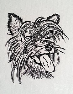 233x300 bella the yorkie dog drawing - Yorkie Dog Drawing