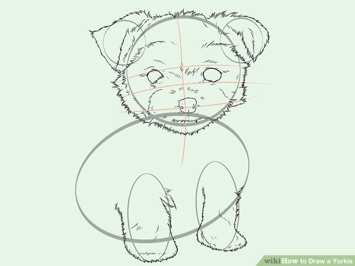 728x546 How To Draw A Yorkie - Yorkie Drawing