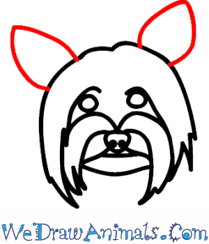 300x350 How To Draw A Yorkie Dog - Yorkie Drawing