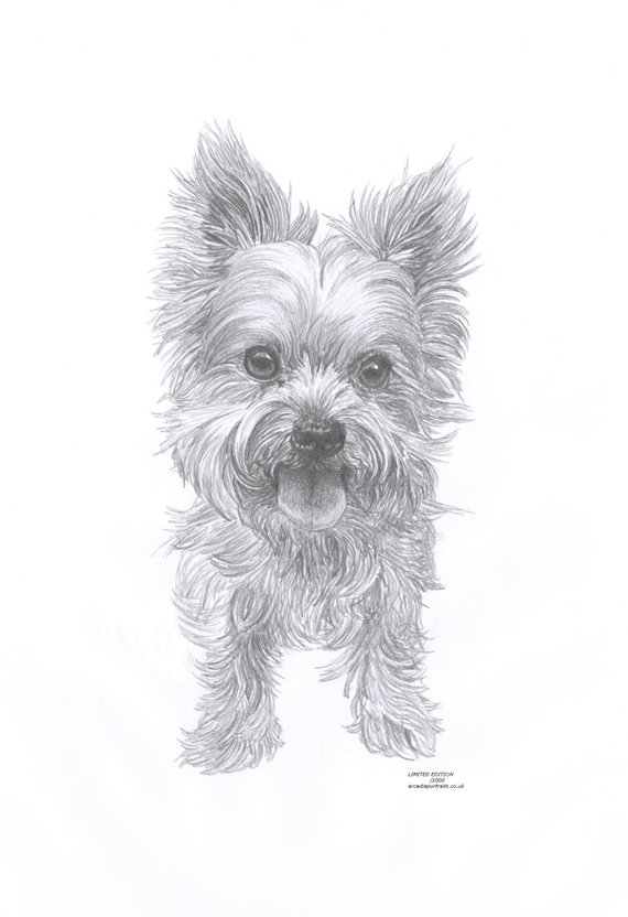570x832 Yorkie Dog Limited Edition Art Drawing Print Signed - Yorkie Drawing