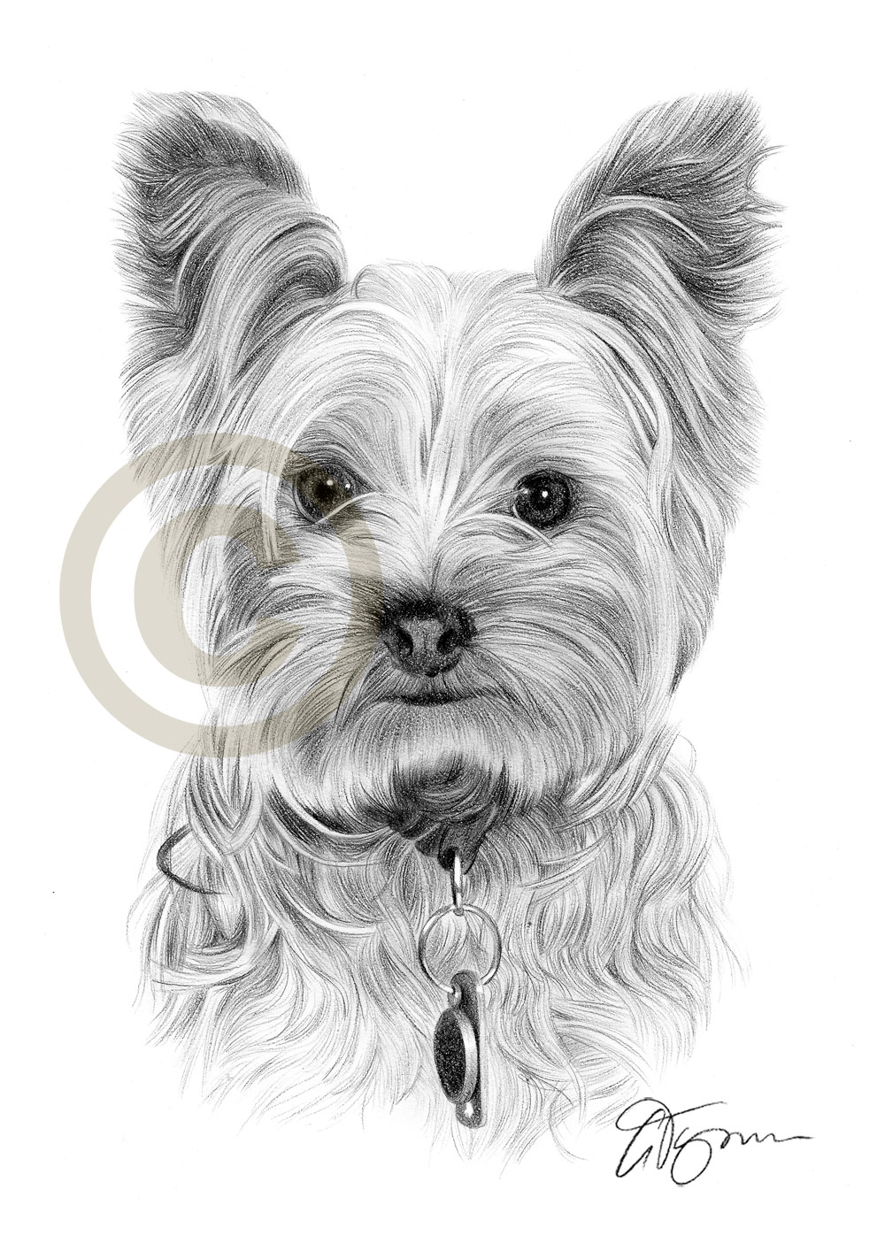 1000x1414 yorkshire terrier art print sizes pencil drawing artwork - Yorkie Drawing