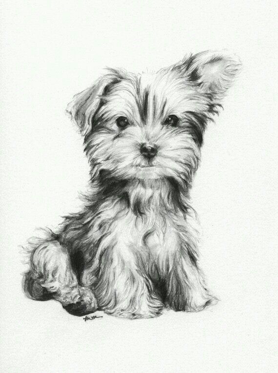 570x764 Drawing Lab Yorkie For Free Download - Yorkie Drawing