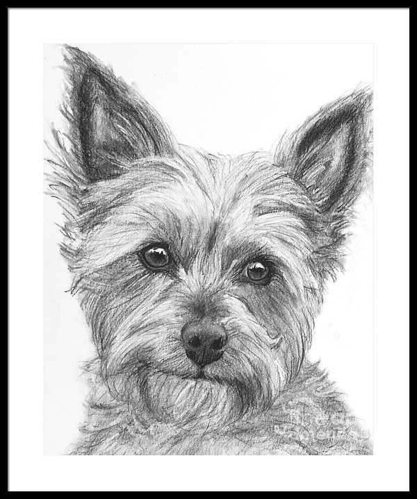 600x719 Yorkie Drawing Framed Print - Yorkie Drawing