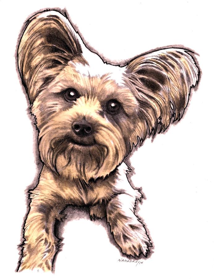 692x900 Yorkie Drawing - Yorkie Drawing