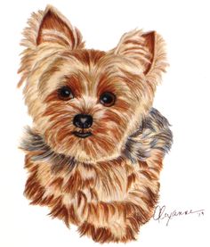 236x277 Best Yorkie Art Images Drawings Of Dogs, Dog Paintings, Dog Art - Yorkie Drawing