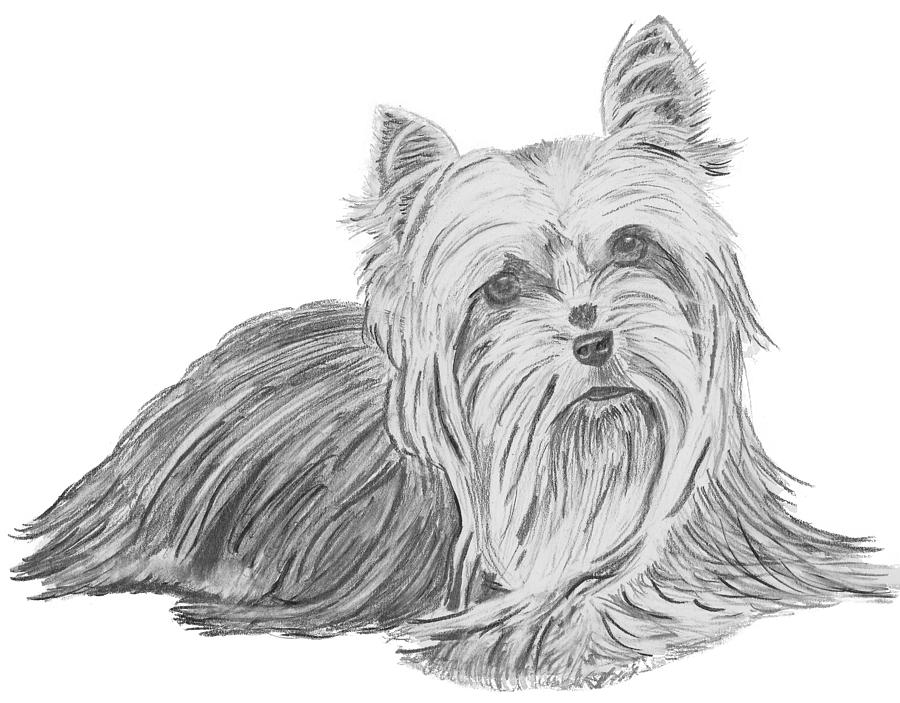 900x703 yorkshire terrier drawing drawing - Yorkie Drawing