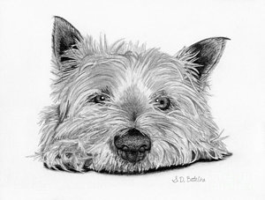 300x227 yorkshire terrier drawings fine art america - Yorkie Drawing