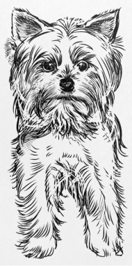 190x383 yorkshire terrier puppy drawing clip art - Yorkie Drawing