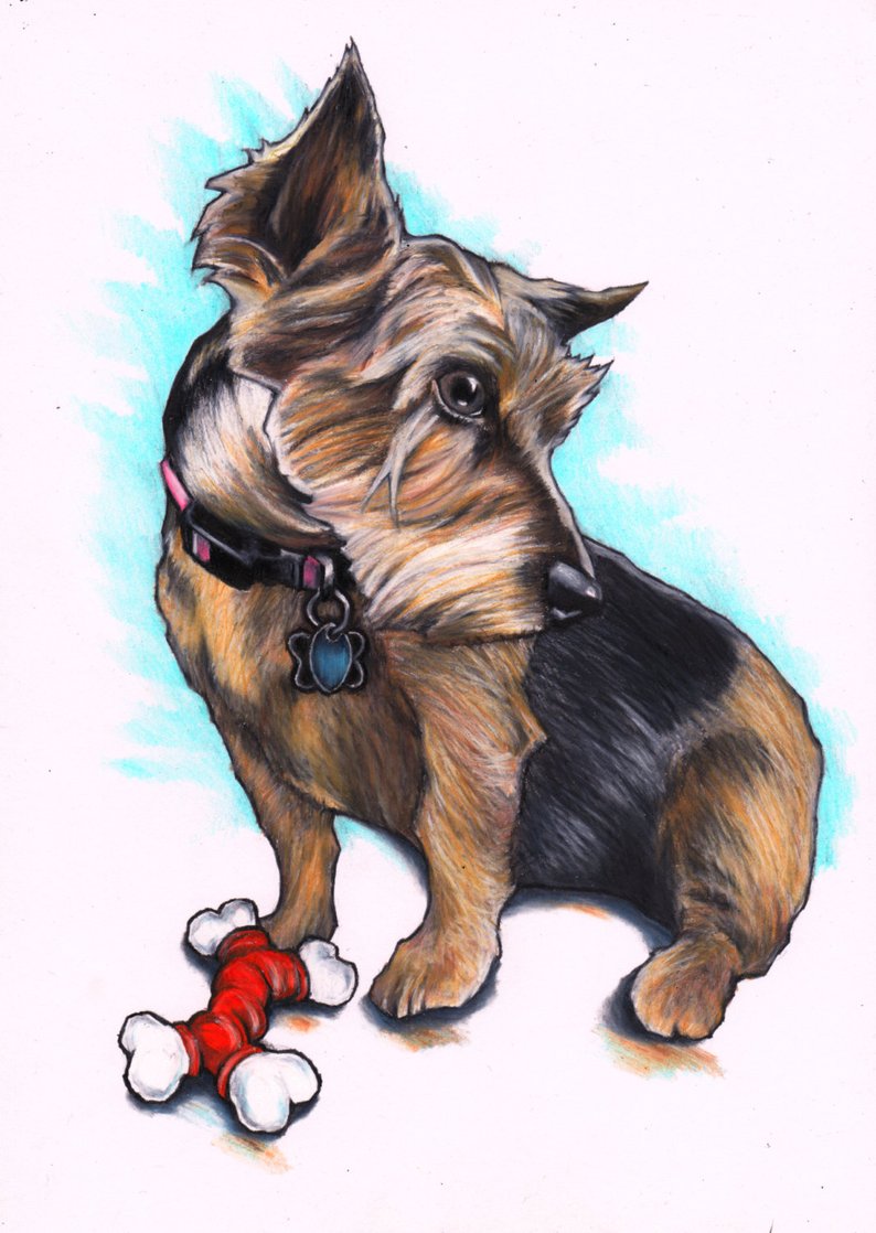 794x1118 yorkshire terrier custom drawing commission a yorkie drawing etsy - Yorkie Drawing