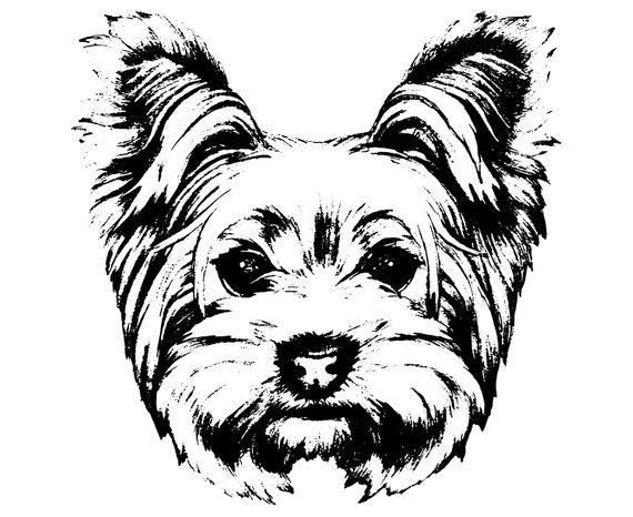 570x466 yorkshire terrier yorkie hand drawn etsy - Yorkie Drawing