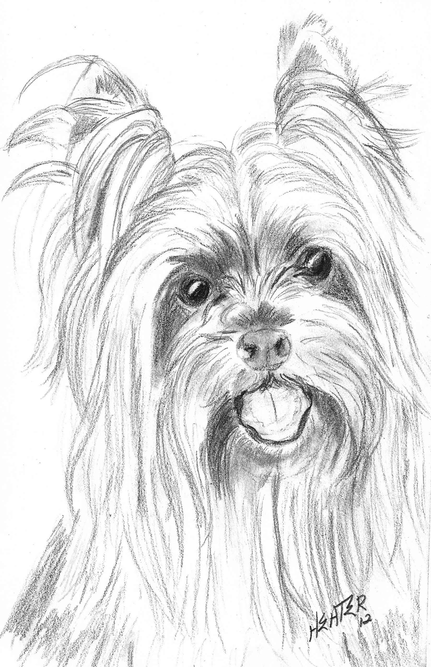 1650x2550 Adult Coloring - Yorkie Drawing