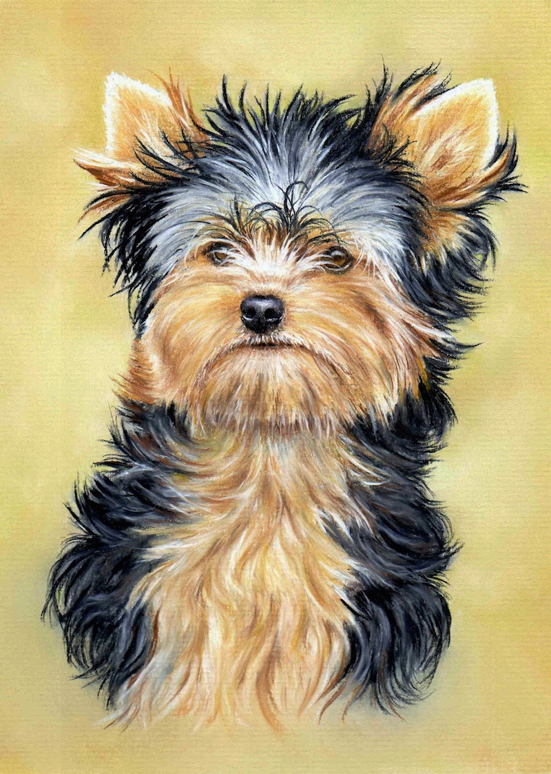 800x1123 how to draw the eye of a yorkshire terrier - Yorkie Drawing