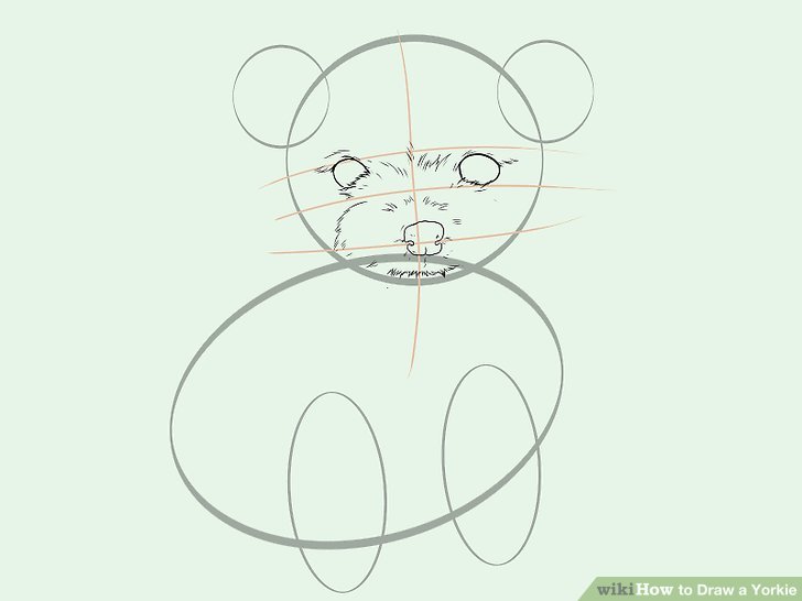 728x546 How To Draw A Yorkie - Yorkie Line Drawing