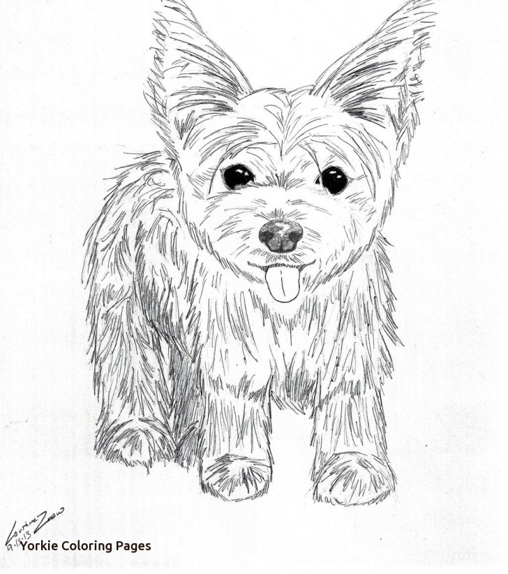 Yorkie Line Drawing at Explore collection of