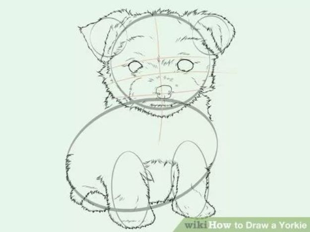 625x469 Draw A Yorkie - Yorkie Line Drawing