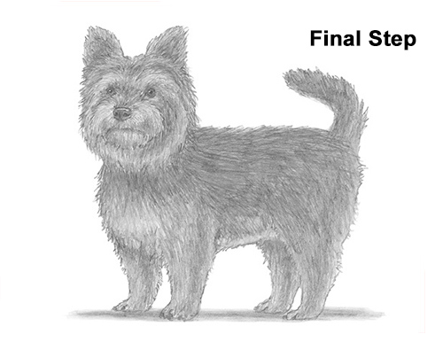 500x386 how to draw a yorkshire terrier dog - Yorkie Puppy Drawings