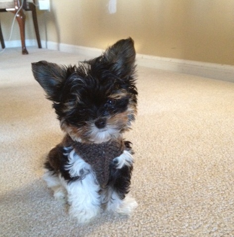 472x480 past biewer puppies - Yorkie Puppy Drawings