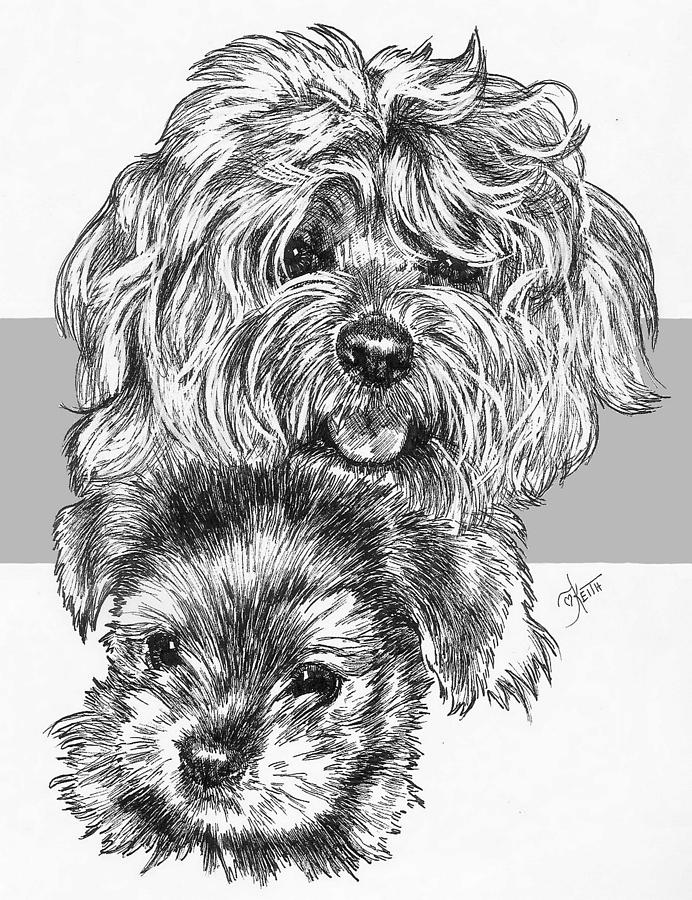 692x900 yorkie poo and pup drawing - Yorkie Puppy Drawings