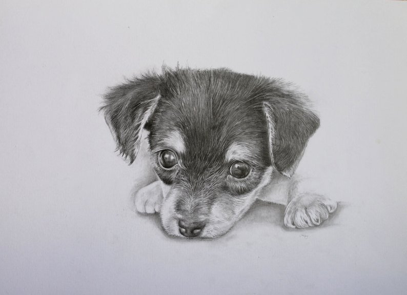 794x575 yorkie pup pencil dog portrait original pencil drawing etsy - Yorkie Puppy Drawings
