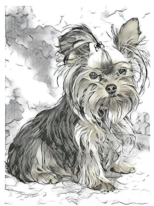 508x678 Yorkie Puppy Drawing Digital Art - Yorkie Puppy Drawings